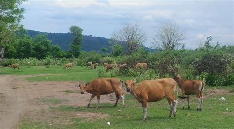 Populasi Sapi Sumbawa Meningkat Tiap Tahun Pulau Sumbawa News