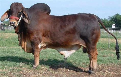 ️ Harga Sapi Brahman Terbaru Agustus 2024 Dari Anakan Hingga Dewasa ...