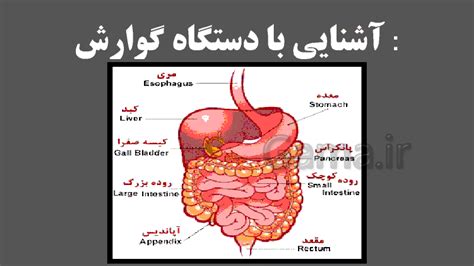 پاورپوینت ساختار لوله گوارش زیست شناسی دهم تجربی گاما