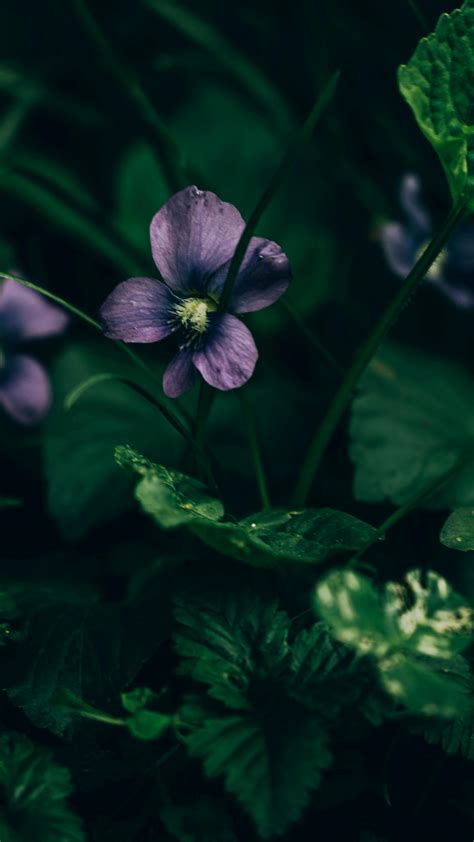 purple void      purple void stock