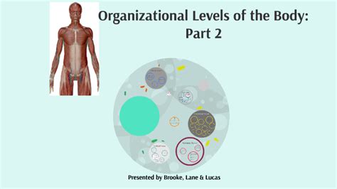 Organizational Levels Of The Body Part 2 By Brooke Whitaker