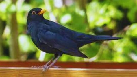 Blackbird Symbol: 5 Fascinating Meanings Behind - Chirper Birds