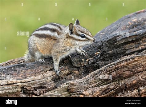 Chipmunk behavior hi-res stock photography and images - Alamy