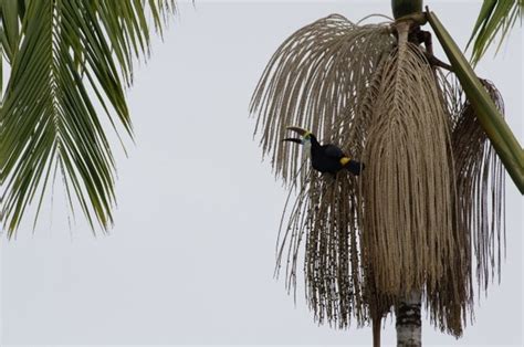 Fortalecimento Da Iniciativa De Manejo Sustent Vel E Do Mecanismo De