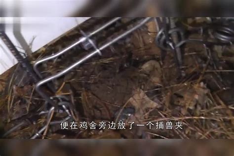 大叔用捕兽夹抓偷鸡贼，意外抓到一只奇怪生物，调查后却自认倒霉捕兽夹生物调查