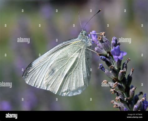 Large White Butterfly Stock Photo - Alamy