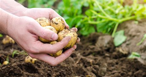 Récolter les pommes de terre Gamm vert Plantes toxiques Pomme de