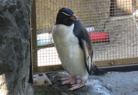 Fiordland Crested Penguin | The Animal Facts | Appearance, Diet, Habitat