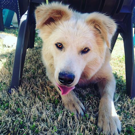 Golden Retriever/Aussie Mix. #goldenretriever #australianshepherd #goldenshepherd #goldenaussie
