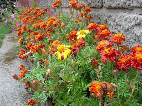 How To Grow Marigolds Growing Marigolds Marigolds In Garden Rock