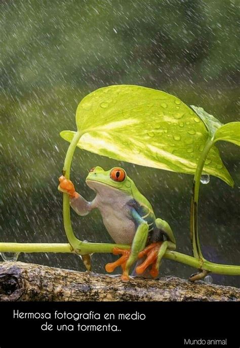 Pin By Daniel Pavonis On Ranas In 2024 Small Boy Art Inspiration Frog