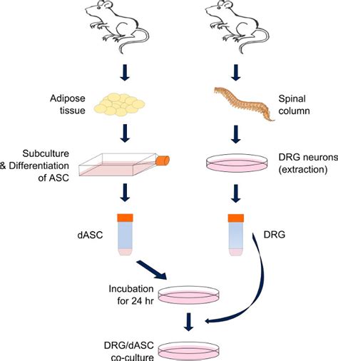 Dorsal Root Ganglia Neurons And Differentiated Adipose Derived Stem