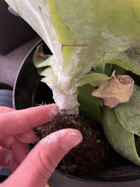 Powdery substance : r/succulents