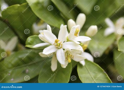 Fresh orange tree blossom stock photo. Image of lemon - 127447454