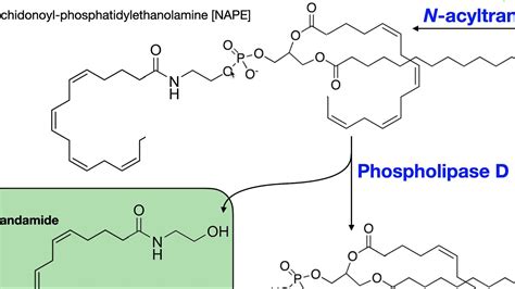 Endocannabinoids Part 1 Biosynthesis Of Anandamide 2 AG YouTube