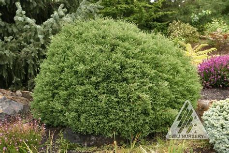 Chamaecyparisthyoidesheatherbun Dwarf Trees Conifers Garden Plants