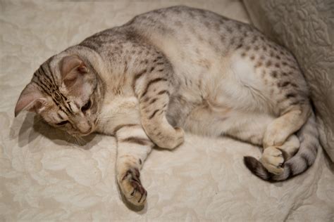 Ocicat Cat Breed Information & Characteristics