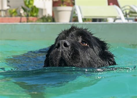 Premium Photo | Newfoundland dog in swimming pool