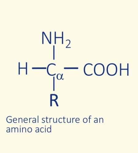 Amino Acid And Proteins Flashcards Quizlet