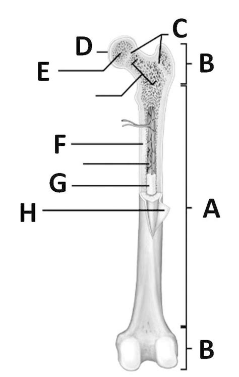 Lesson 4 1 Anatomical Structure Of Long Bone