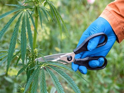 When to Defoliate Cannabis: A Gardener's Guide to Optimal Timing