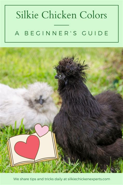 A Complete Guide To Silkie Chicken Colors Breeding Chart Hot Sex Picture