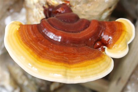 Reishi Ganoderma Descubre Nutrientes Y Propiedades Hifas Da Terra