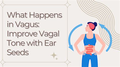 What Happens In Vagus Improve Vagal Tone With Ear Seeds Ear Seeds Products