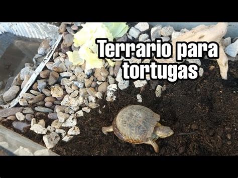 Guía Completa Cómo Cuidar Una Tortuga De Tierra En Casa Animales De