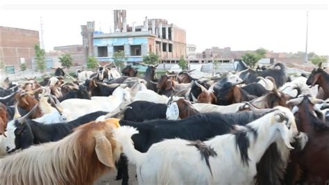 Pahari Bakra Mandi 2022 Bakra Eid Kay Liya Janwar Mandi Maay Ana Start