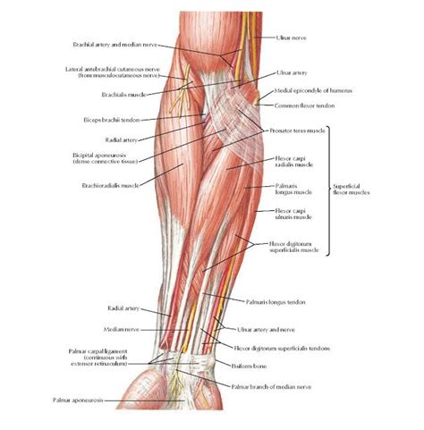 Muscles Of Forearm Superficial Layer Anterior View Anatomy Brachial Artery And Median Nerve