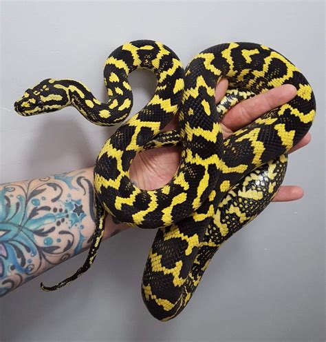 Jungle Carpet Python Charlotte Simms Johanson Cute Snake Cute