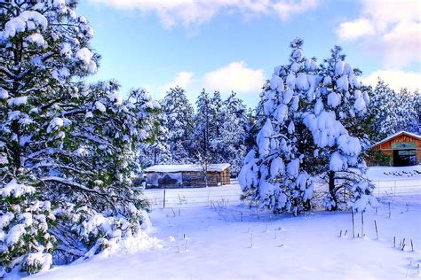 Snowed in, in Flagstaff. AZ Photograph by Bill Mollet - Fine Art America