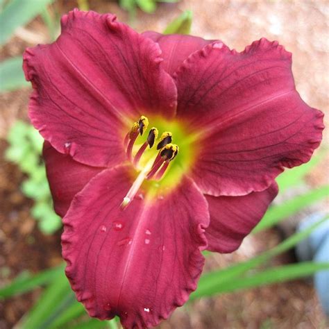 Hemerocallis Pardon Me Pardon Me Daylilyn Gobuyplants