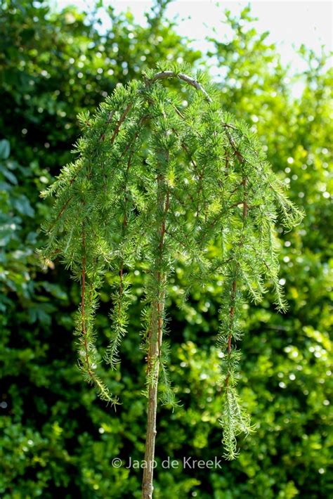 Larix Kaempferi Stiff Weeper Plantentuin Esveld