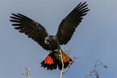 Male Red-Tailed Black Cockatoo | Gladstone Today