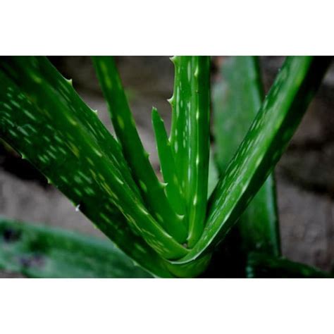 Jual Tanaman Lidah Buaya Aloe Vera Segar Untuk Bahan Minuman And Obat