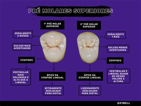 Anatomia Do Primeiro Molar Superior BRAINCP