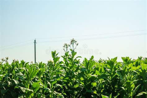 Tobacco Field Plant Landscape Many Tobacco Plants Stock Photo Image