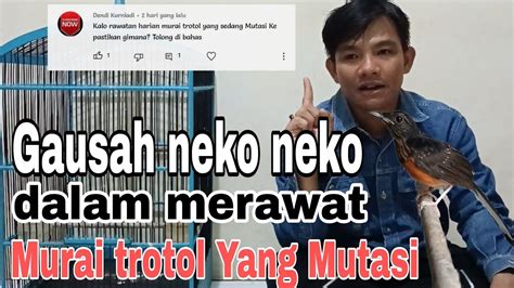 Rawatan Simple Murai Trotol Yang Sedang Mutasi Ke Bulu Pastol YouTube