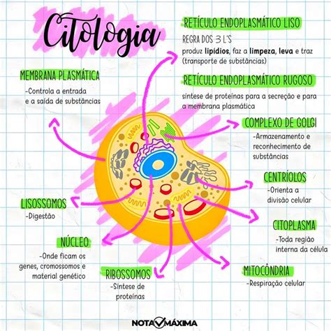 Mapa Mental Sobre Citologia Maps Study Citologia Estudo Das