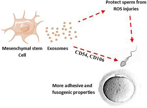 Frontiers Mesenchymal Stem Cell Derived Exosome Therapy As A Potential Future Approach For