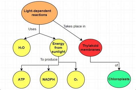 Photosynthesis Concept Map Explain With Examples