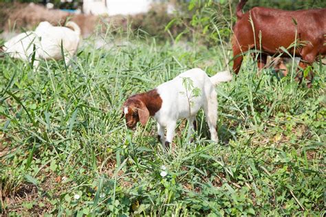 Goats eating grass 1964846 Stock Photo at Vecteezy