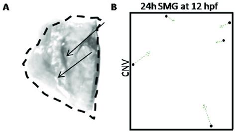 morphometric analyses   opercle   opercle     smg