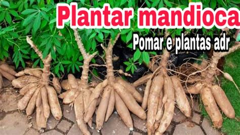 Veja Como Plantar Mandioca Youtube