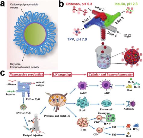 Representative Designs Of Chitosan Based Nano Particulates Applied In Download Scientific