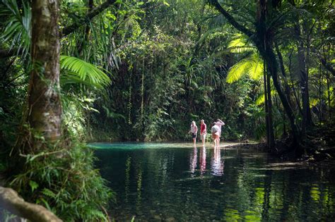 Daintree Experience Day Tour Port Douglas