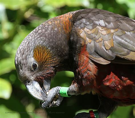 Kaka New Zealand Nestor Meridionalis Brown Parrot Endem Flickr