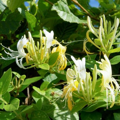 Lonicera Japonica Halls Prolific Garden Climber Free Uk Delivery